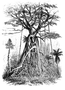 Malay Archipelago Remarkable Forest-trees