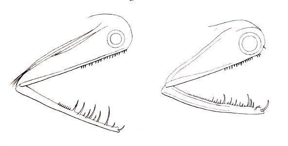 Malacosteus niger4