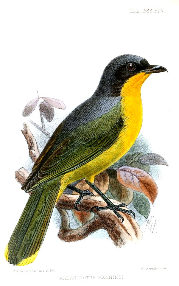 MalaconotusManningiKeulemans