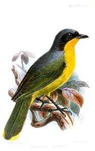 MalaconotusManningiKeulemans