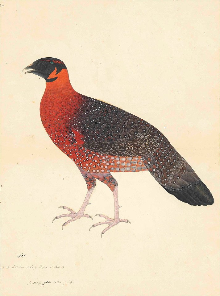 Male satyr tragopan ram das calcutta india 1777-1782