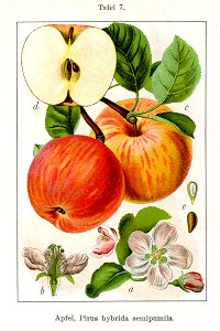 Malus domestica Sturm08007