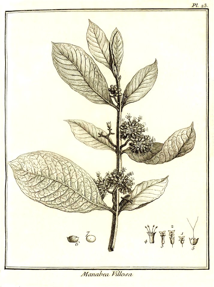 Manabea villosa Aublet 1775 pl 23