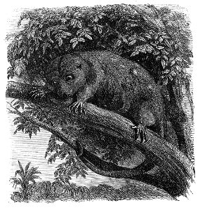 Malay Archipelago Cuscus ornatus, a Moluccan marsupial. Free illustration for personal and commercial use.