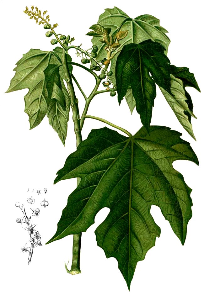 Mallotus moluccanus Blanco1.218-cropped