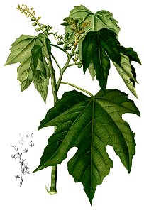 Mallotus moluccanus Blanco1.218-cropped