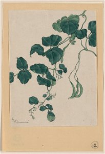 Mame - green bean or pea plant showing vine, leaves, pods, and blossoms) - Kanemori LCCN2009630273