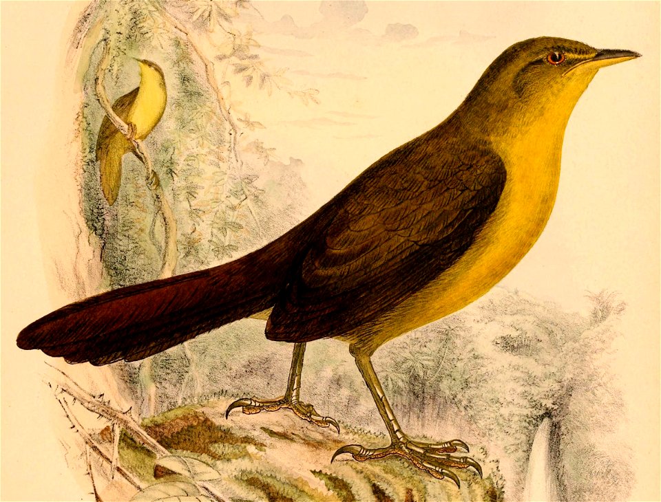 Malia grata recondita 1898 (cropped)