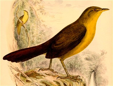 Malia grata recondita 1898 (cropped)