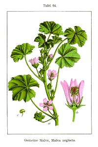 Malva neglecta Sturm64-original