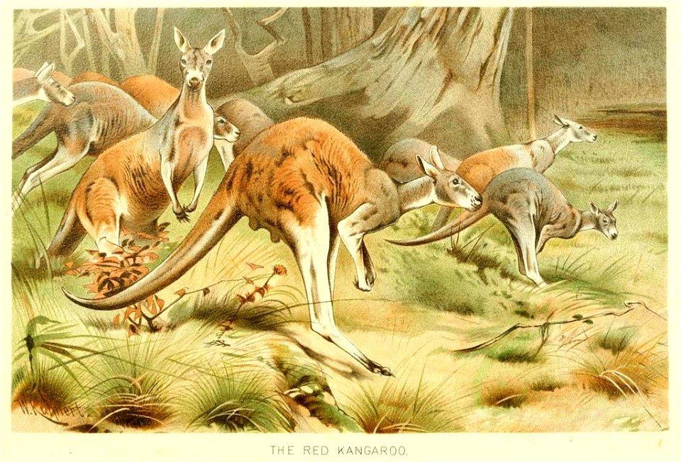 Mammals-02997 Red Kangaroo (23528193195)