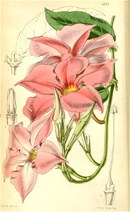 Mandevilla martiana in Curtis’s Botanical Magazine 81. t. 4828. 1855
