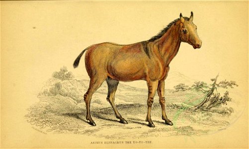 Mammals-00029 YO-TO-TZE (23528191195)