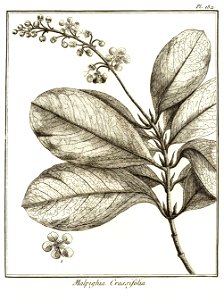 Malpighia crassifolia Aublet 1775 pl 182