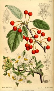 Malus sargentii 144-8757