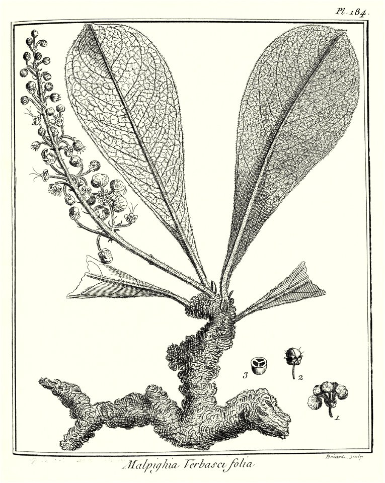 Malpighia verbascifolia Aublet 1775 pl 184