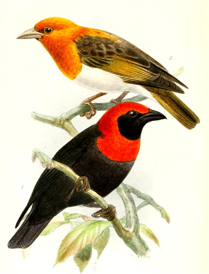 Malimbus cassini & Anaplectes rubriceps 1876