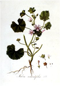 Malva rotundifolia — Flora Batava — Volume v2