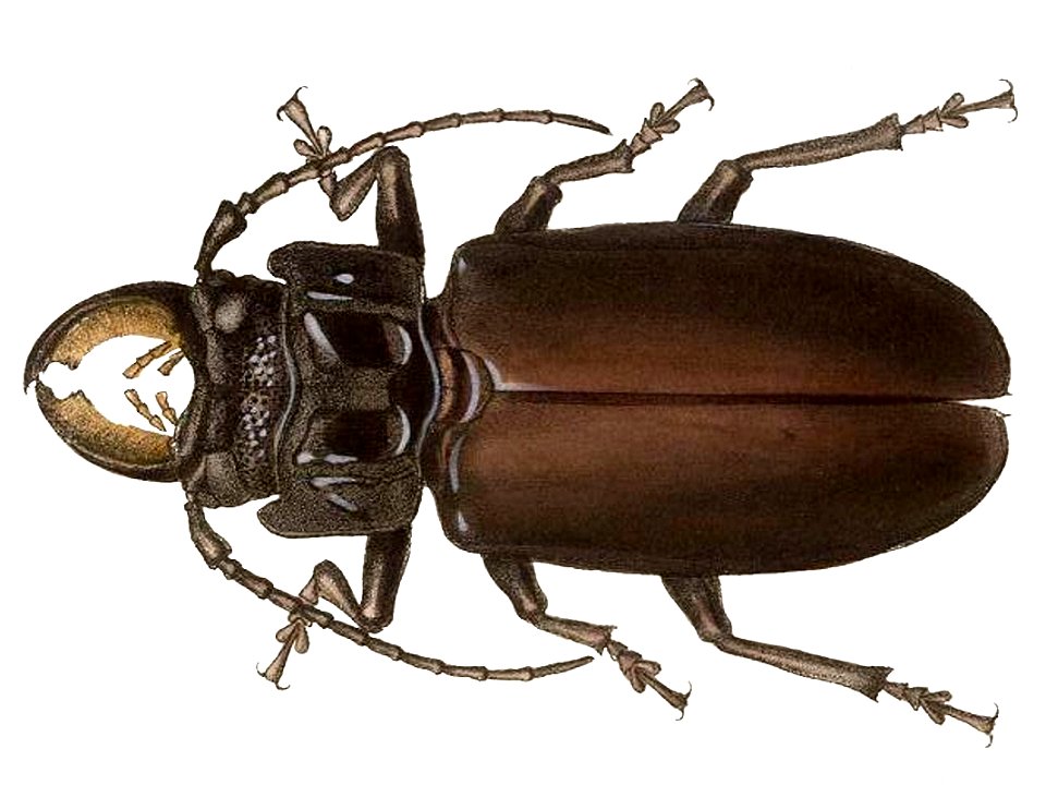 Mallodon chevrolatii male