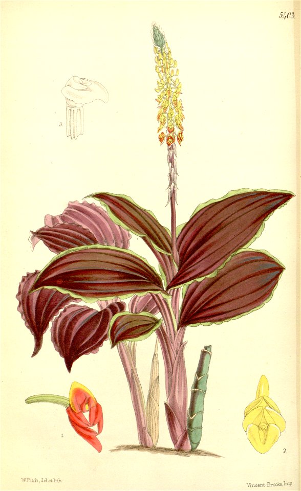 Malaxis discolor (as Microstylis discolor) - Curtis' 89 (Ser. 3 no. 19) pl. 5403 (1863)