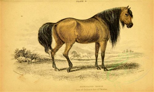 Mammals-00008 DECUSSATED HORSE (23160220909)
