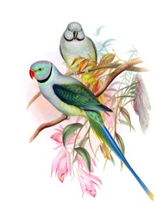 MalabarParakeet. Free illustration for personal and commercial use.