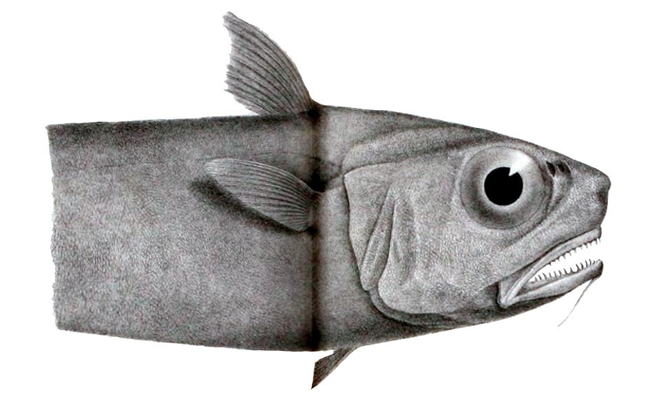 Malacocephalus laevis