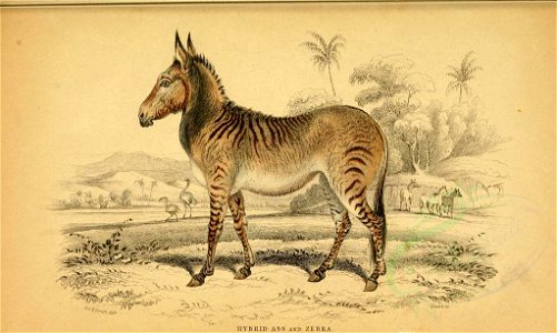 Mammals-00015 HYBRID ASS AND ZEBRA (23160220429)