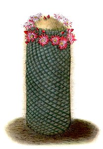 Mammillaria spinosissima BlKakteenT71