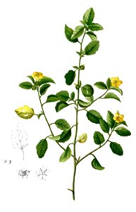 Malvastrum coromandelianum Blanco2.251-cropped