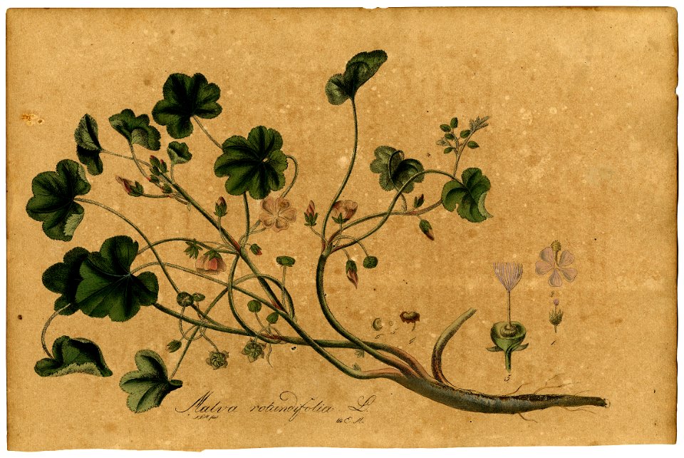 Malva rotundifolia Mann