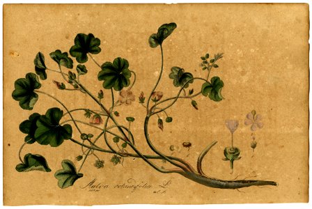 Malva rotundifolia Mann