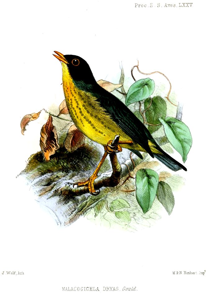 MalacocichlaDryasWolf