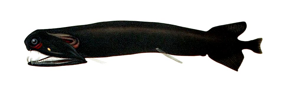 Malacosteus niger1