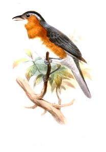 MalacothraupisDentataSmit