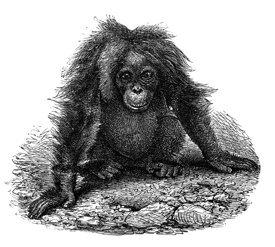 Malay Archipelago Female Orangutan