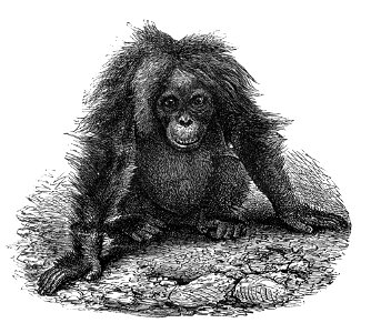 Malay Archipelago Female Orangutan