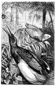 Malay Archipelago King and Twelve-wired Birds of Paradise