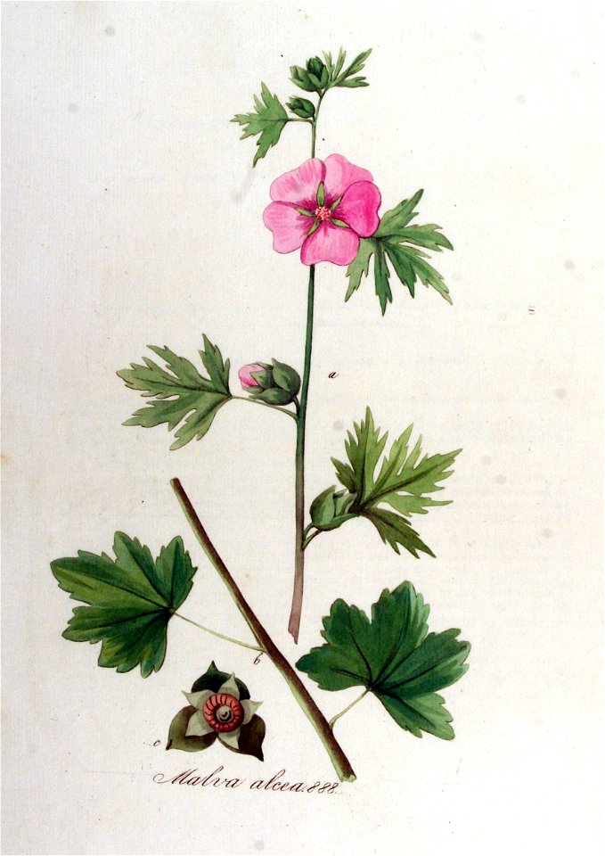 Malva alcea — Flora Batava — Volume v12