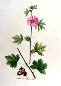 Malva alcea — Flora Batava — Volume v12