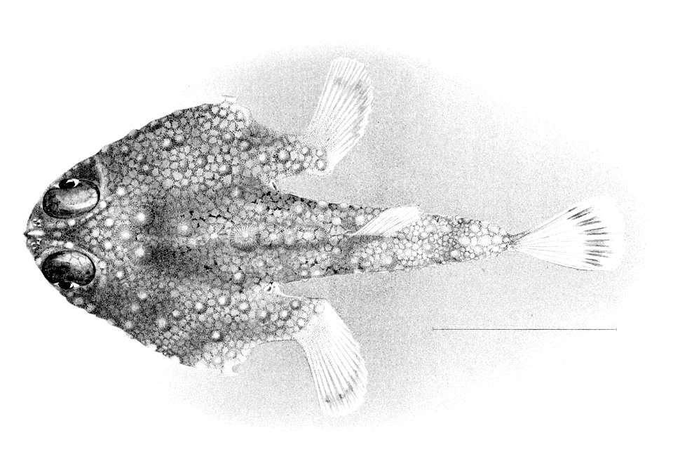 Malthopsis jordani