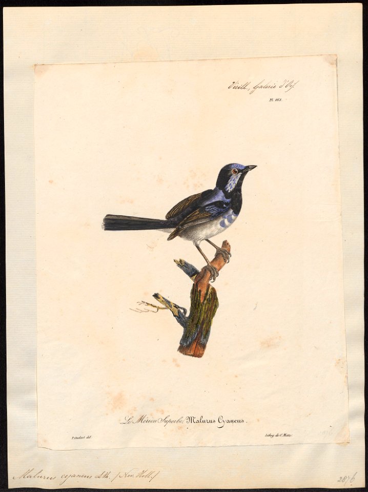 Malurus cyaneus - 1825-1834 - Print - Iconographia Zoologica - Special Collections University of Amsterdam - UBA01 IZ16200061