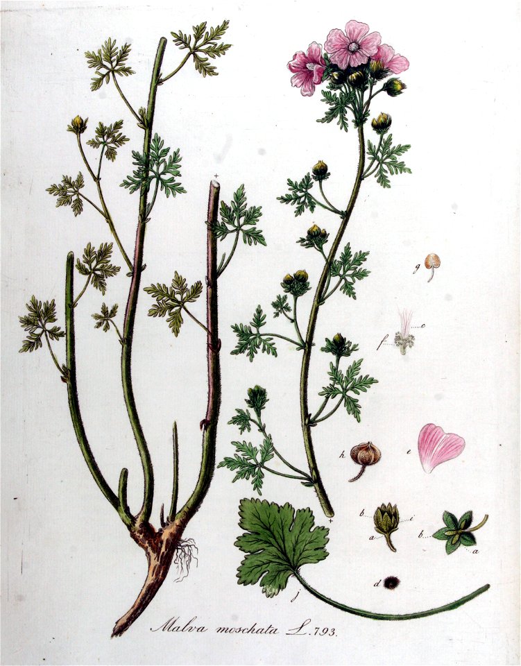 Malva moschata — Flora Batava — Volume v10