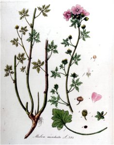 Malva moschata — Flora Batava — Volume v10