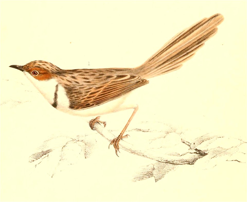 Malcorus pectoralis ocularius 1838