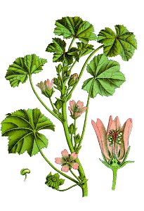 Malva neglecta Sturm64-extract