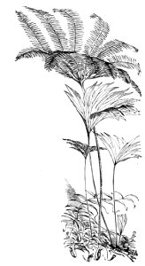 Malay Archipelago Ferns