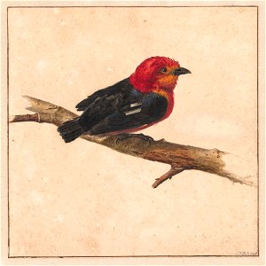 Manakin, de Surinaamse vogel Pipra Aureola