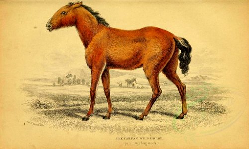 Mammals-00027 TARPAN WILD HORSE (23160219639)