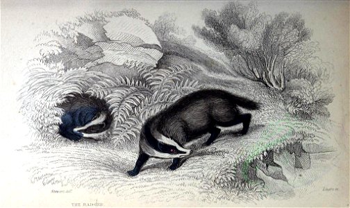 Mammals-03000 BADGER (23160221619)